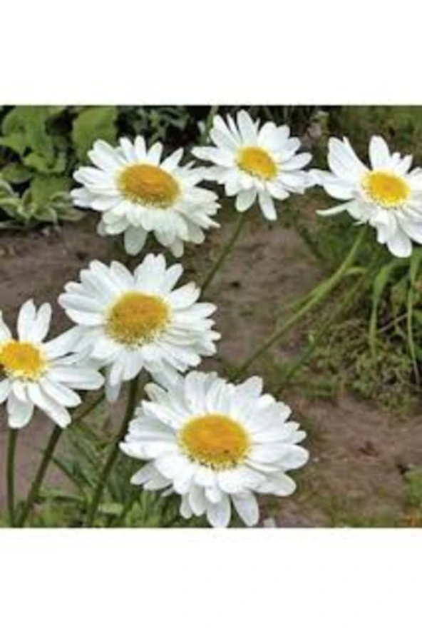 100 Adet Tohum Beyaz Bahçe Balkon Papatya Tohumu Organik Saksı Topraklıdır ürün görseli 1