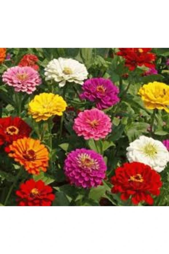 10 Adet Tohum Nadir İthal Karışık Kağıt Çiçeği Tohumu Hediyelidir ürün görseli 1