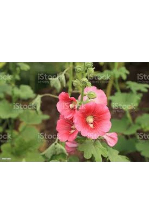 20 Adet Tohum Nadir Pembe Öksüz Mezarlık Kabir Çiçeği Tohumu Hediye ürün görseli 1