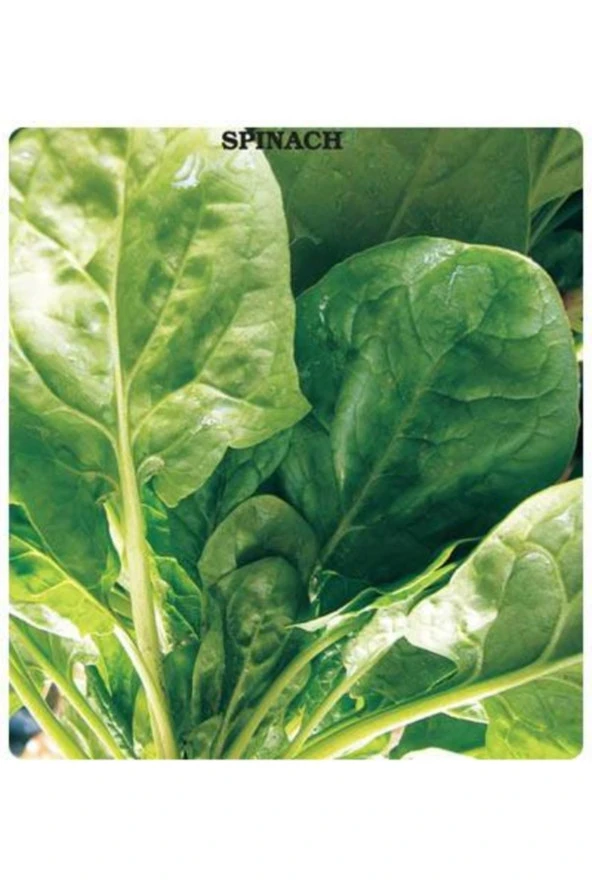 100 Adet Tohum Organik Hobi Bahçe İzmir Yeşil Roka Tohum Nadir ürün görseli 1