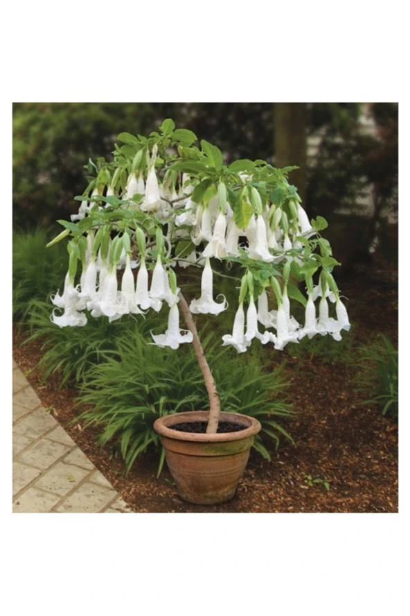 10 Adet Tohum Organik Hobi Bahçe Beyaz Angel Trumpet Çiçeği Tohumu ürün görseli 1