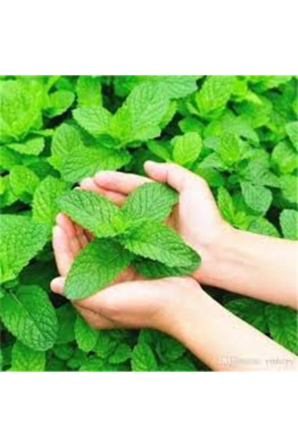 100 Adet Tohum Organik Hobi Balkon Mis Kokulu Yeşil Nane Tohumu Nane ürün görseli 1