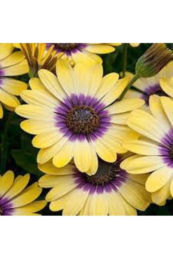 100 Adet Tohum Organik Hobi Bahçe Sarı Afrika Papatyası Tohumu Saksı Topraklı ürün görseli 1