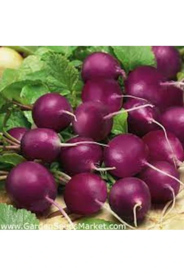 100 Adet Tohum Organik Peynir Hobi Bahçe Yeni Hasat Mor Turp Tohumu Hediyeli