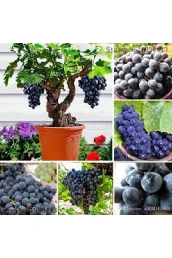 50 Adet Tohum Organik Hobi Bahçe Siyah Üzüm Bonsai Ağaç Tohumu ürün görseli 1