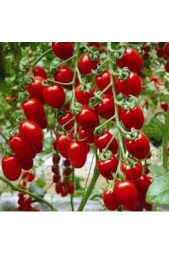 100 Adet Tohum Organik Hobi Bahçe Mini Saksılık Bezelye Domatesi