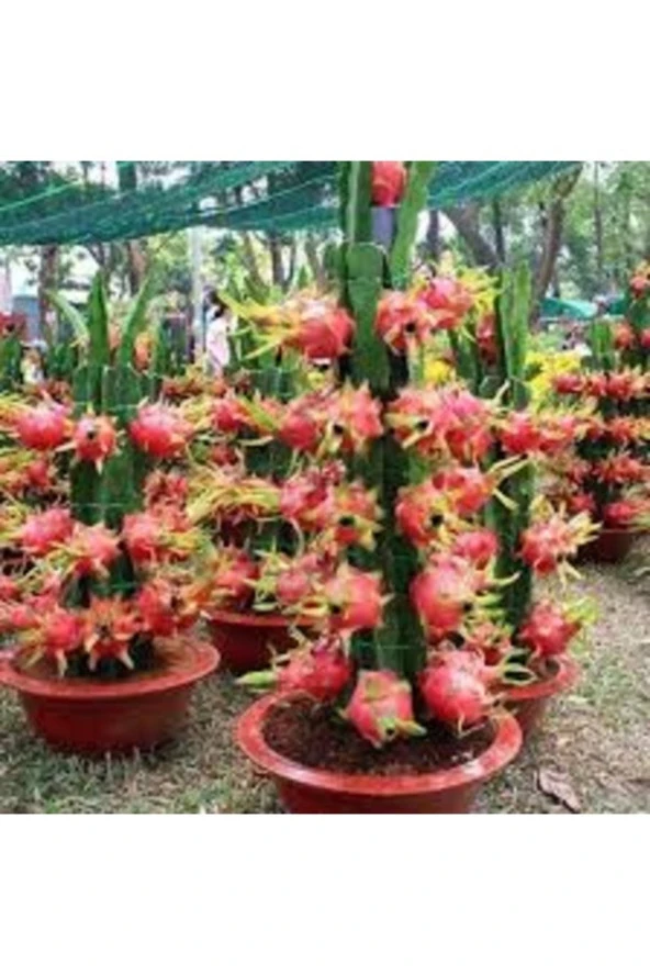 10 Adet Tohum Organik Tropikal Saksılık Pitaya Meyve Ağaç Tohumudur ürün görseli 1