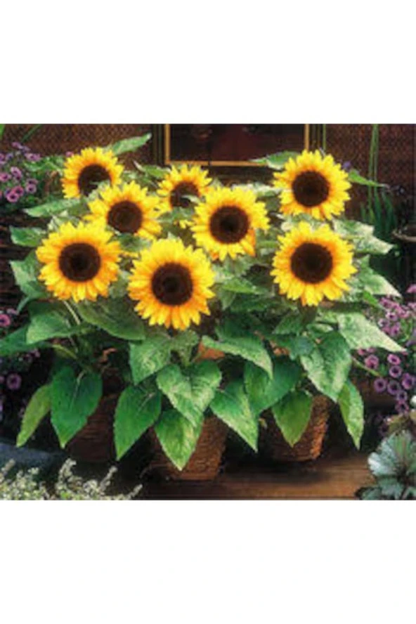 20 Adet Tohum Organik Hobi Balkon Sarı Günebakan Çiçeği Tohumu ürün görseli 1