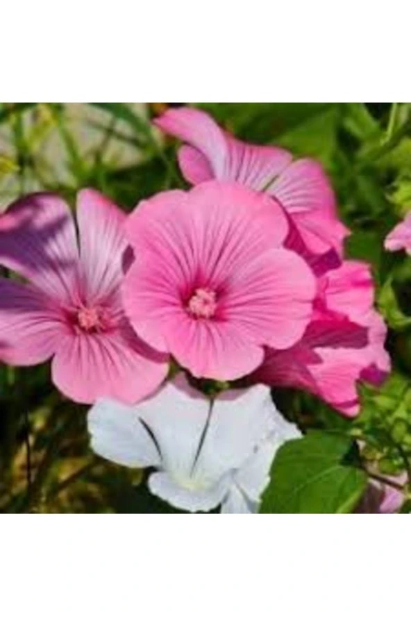 5 Adet Tohum İthal Pembe Pamuk Çiçeği Tohumu Saksı Toprak Hediye