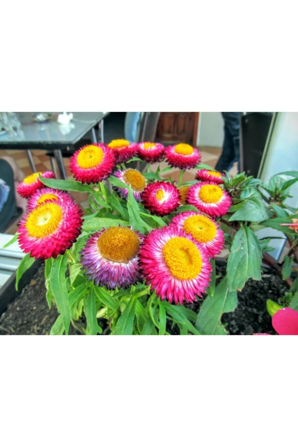 5 Adet Tohum İthal Kağıt Çiçeği Tohumu Karışık Kağıt Çiçeği Tohumlar ürün görseli 1