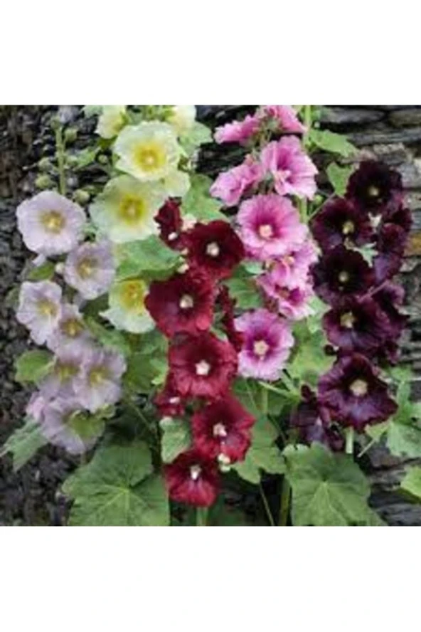 20 Adet Tohum Karışık Öksüz Mezarlık Çiçeği Tohumu Saksı Topraklı ürün görseli 1