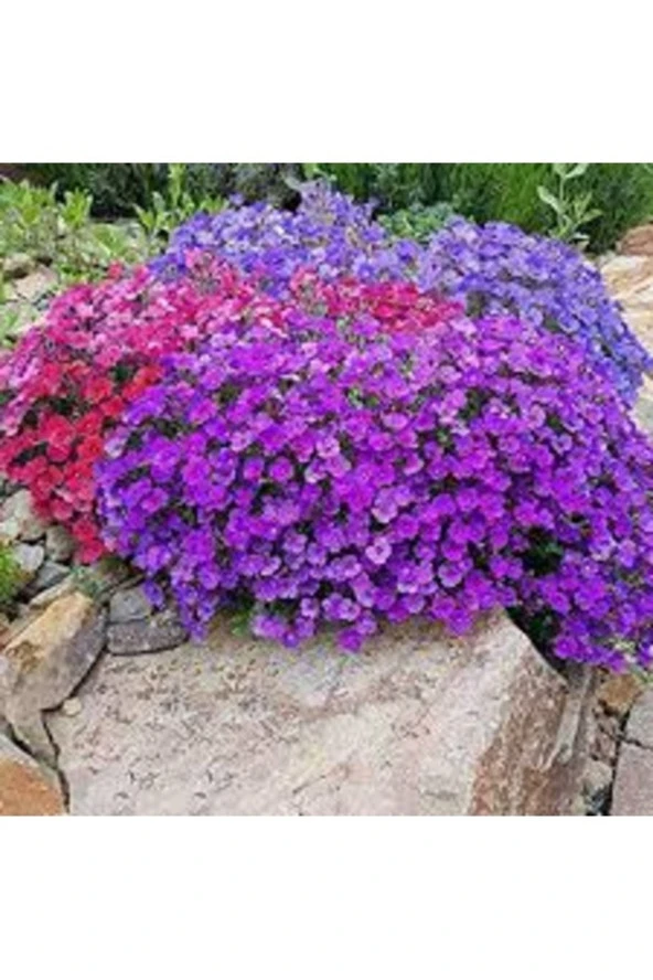 100 Adet Tohum Kraliyet Halısı Çiçeği Tohumu Mezarlık Kabir Çiçeği Tohum ürün görseli 1