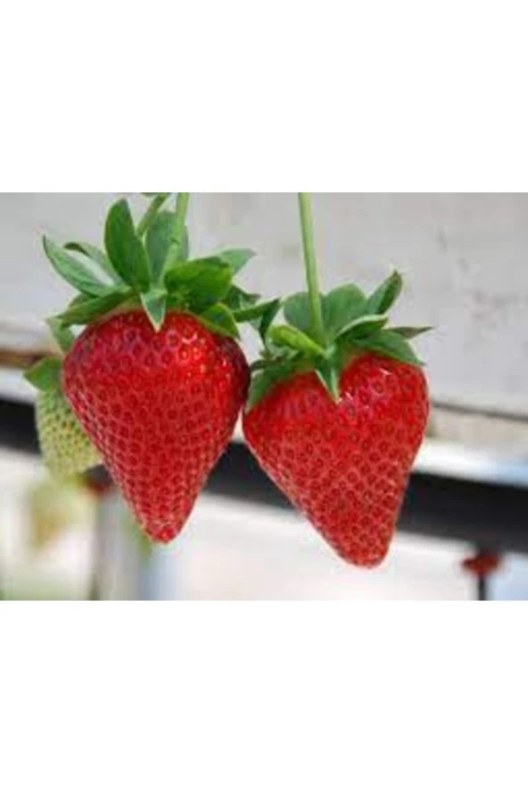 200 Adet Tohum Organik Bahçe Amerikan Çileği Tohumu Çok Yıllık Hediye Tohum ürün görseli 1