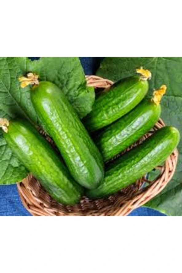 50 Adet Tohum Nadir Erkenci Bol Verimli Köy Salatalık Tohumu Hediye Tohumlu ürün görseli 1