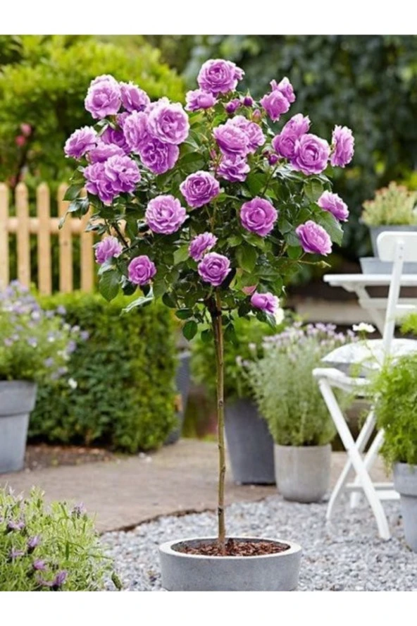 10 Adet Tohum Nadir Mor Baston Gül Tohumu Saksı Toprak Hediyelidir ürün görseli 1