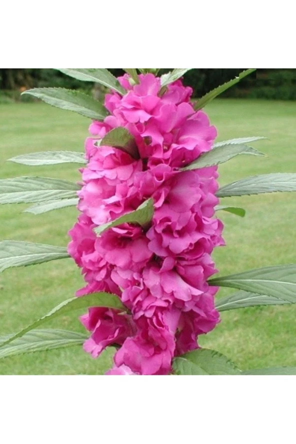 25 Adet Tohum Nadir Kına Çiçeği Tohumu Mezar Kabir Çiçeği Tohumu Hediye Tohumlu ürün görseli 1