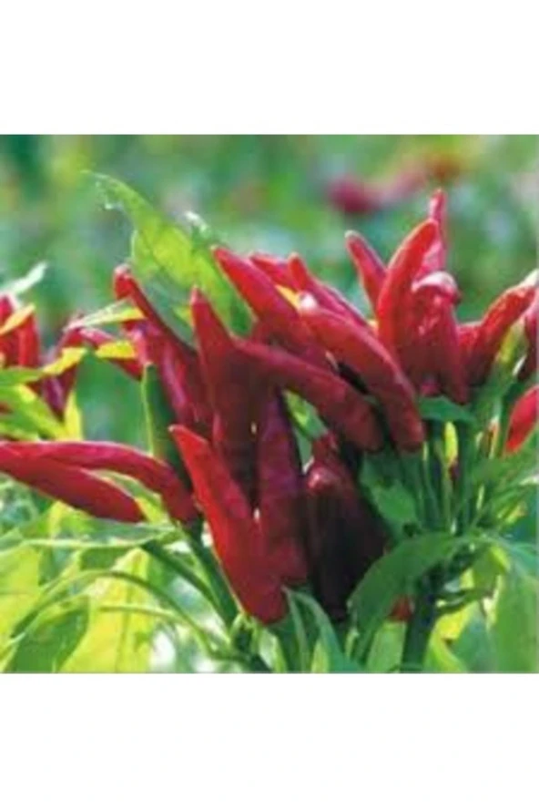 150 Adet Tohum Nadir Acı Tayland Süs Biberi Tohumu Yeni Hasat Saksılık Tohum ürün görseli 1