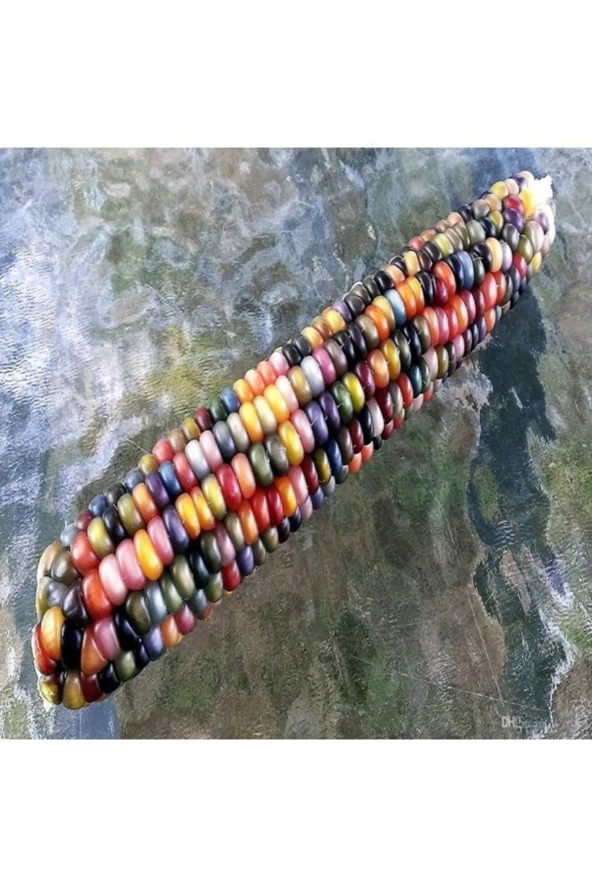 30 Adet Tohum Renkli Gökkuşağı Mısır Hint Mısırı Tohumu Hediye Tohumla