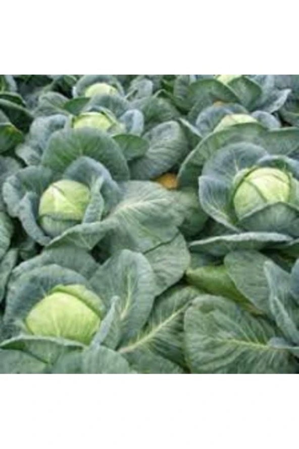 300 Adet Tohum Organik Sarmalık Niğde Lahanası Tohumu Yeni Mahsüldür ürün görseli 1