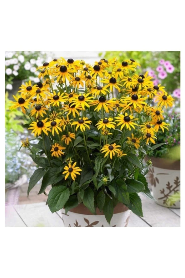 50 Adet Tohum Sarı Renk Afrika Papatyası Tohumu Mezarlık Çiçeği Tohumlar