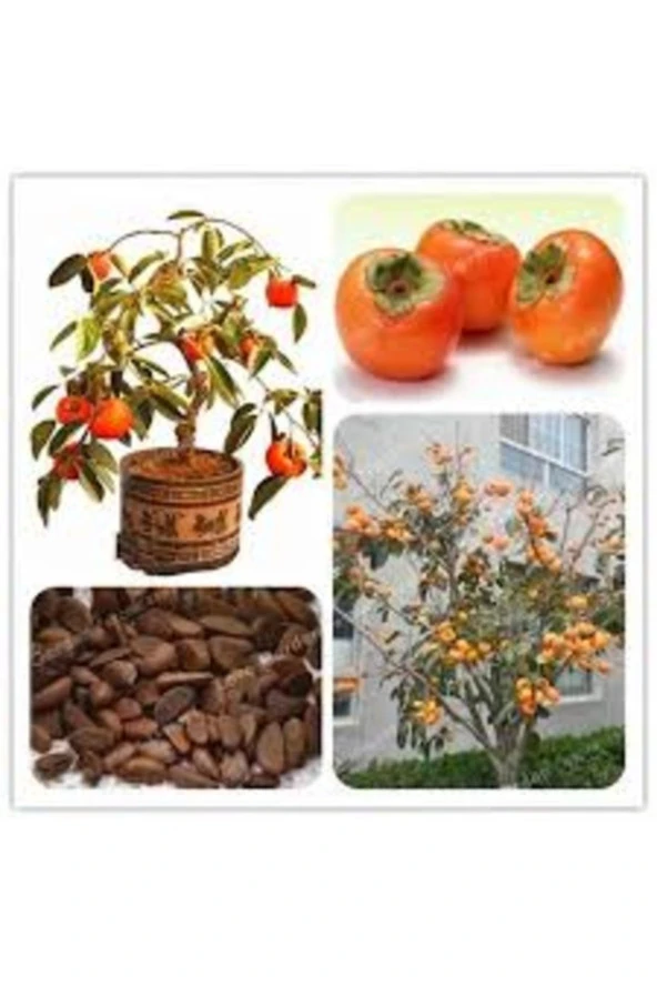 5 Adet Tohum Organik Trabzon Bal Hurma Tohumu Trabzon Hurması Bonsai