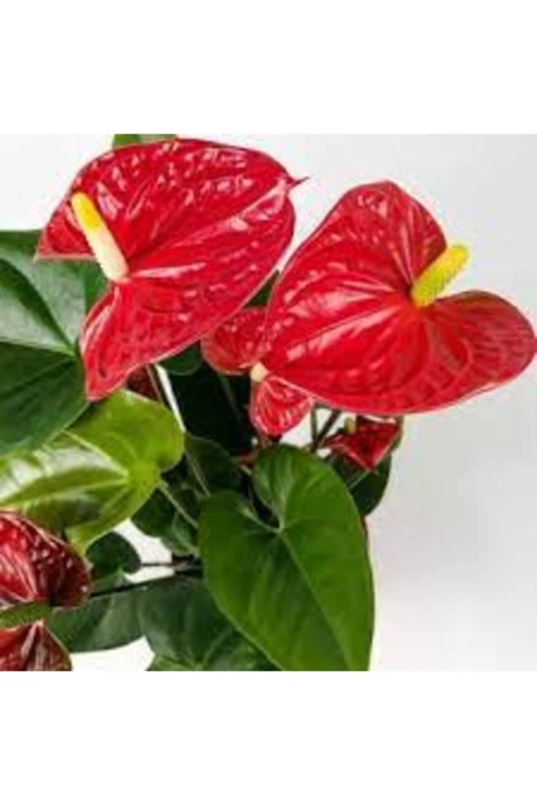 10 Adet Tohum Nadir Kırmızı Anatoryum Çiçeği Tohumu Mezarlık Kabir Çiçekleri ürün görseli 1