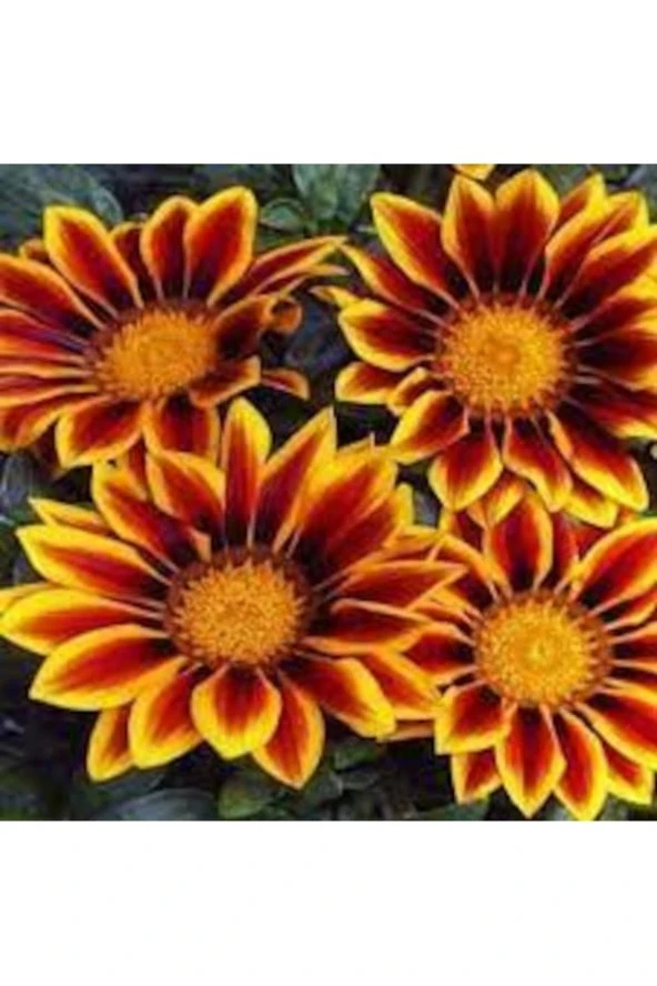 100 Adet Tohum Nadir Karışık Meramlı Kız Çiçeği Mezarlık Kabir Çiçeği Tohum ürün görseli 1