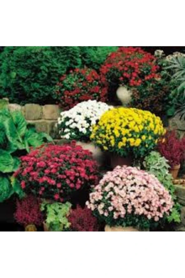 50 Adet Tohum Nadir Karışık Alisso Çiçeği Tohumu Kabir Mezarlık Çiçeği Tohum ürün görseli 1