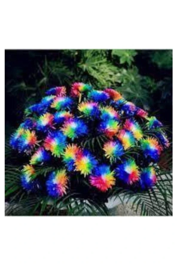 20 Adet Tohum Organik Himalaya Gökkuşağı Çiçek Japon Çiçeği Tohumu Hediyeli ürün görseli 1