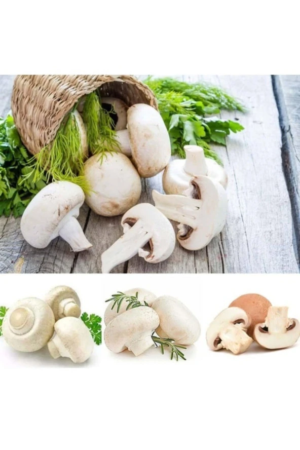 20 Adet Tohum Nadir Beyaz Kültür Mantarı Tohumu Organik Hobi Bahçe ürün görseli 1