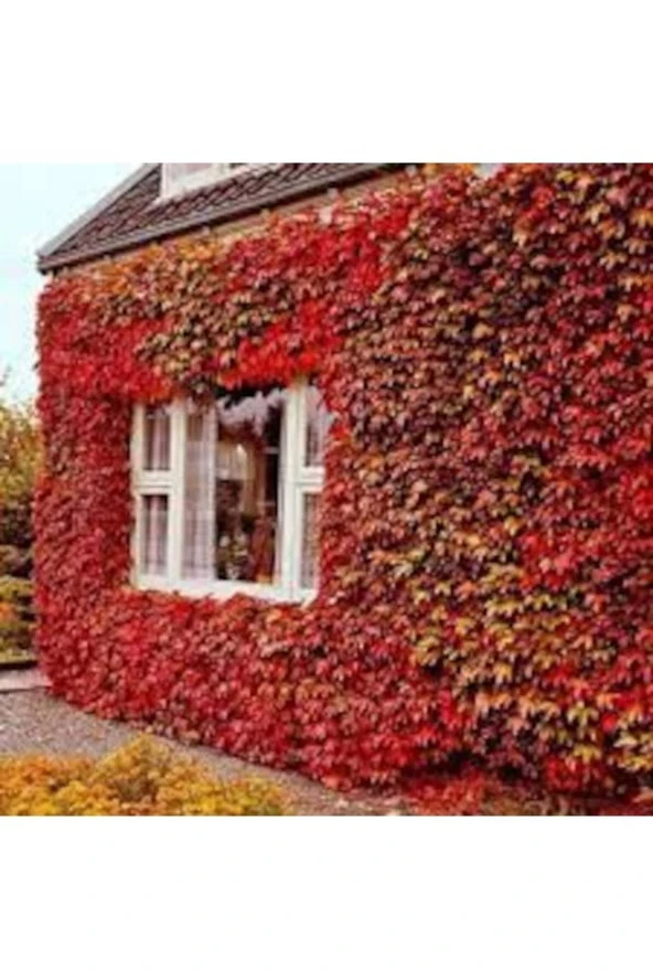 100 Adet Tohum Nadir Kırmızı Doğal Japon Sarmaşığı Köy Tohumu Taze Hasat ürün görseli 1