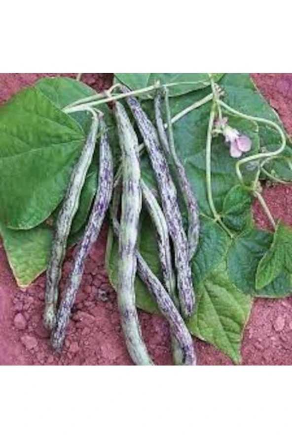 100 Adet Tohum Nadir Çilli Kız Ayşe Kadın Fasülye Fasulye Tohumu ürün görseli 1