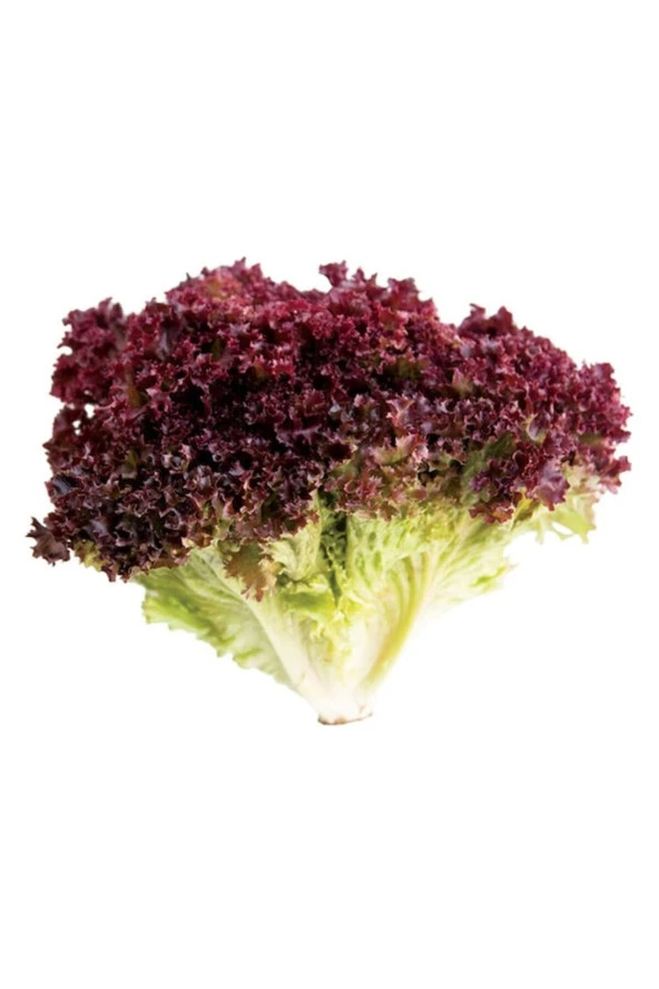 50 Adet Tohum Nadir Akdeniz Kıvırcığı Siyah Marul Tohumu Saksı Toprak Hediyemiz ürün görseli 1