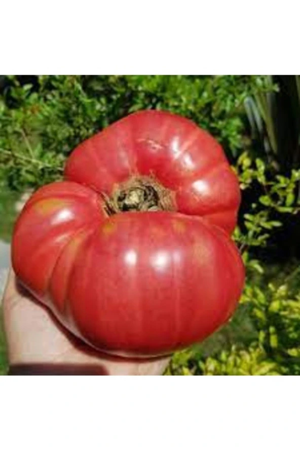 100 Adet Tohum Nadir Afyon Tınaz Tepe Organik Yerli Lezzetli Domatesler ürün görseli 1