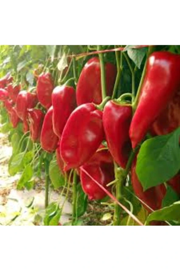 100 Adet Tohum Nadir Mini Kırmızı Kapya Biber Tohumu Saksı Toprak Hediye ürün görseli 1