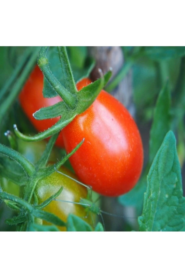 100 Adet Tohum Nadir Kırmızı Böbrek Domatesi Tohum Kışlık Kurutmalık Domates ürün görseli 1