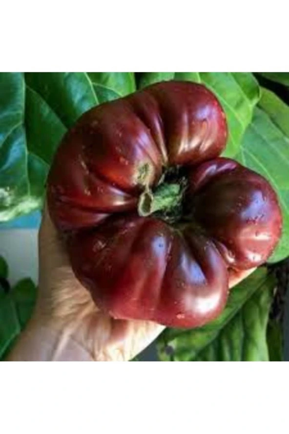 50 Adet Tohum Alaca Komando Köy Domatesi Tohumu Hediye Tohumludur ürün görseli 1