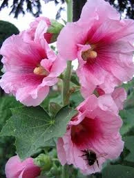 10 Adet Tohum Nadir Beyaz Hatmi Çiçeği Tohumu Gül Fatma Çiçeği Tohumu ürün görseli 1