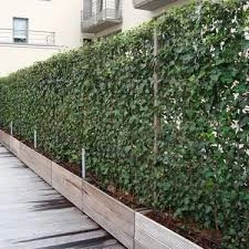 150 Adet Tohum Organik Köy Amerikan Sarmaşık Duvar Sarmaşık Tohumu - 3