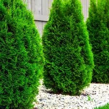 25 Adet Tohum Nadir Bulunan Çit Mazı Ağaç Tohumu Çit Çam Tohumu Hediyeli