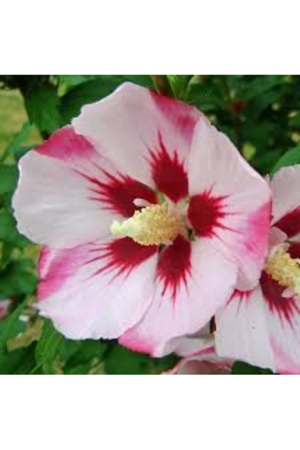 50 Adet Tohum Beyaz Hatmi Çiçeği Mezarlık Kabir Çiçeği Tohumu Hediye Tohumlu ürün görseli 1