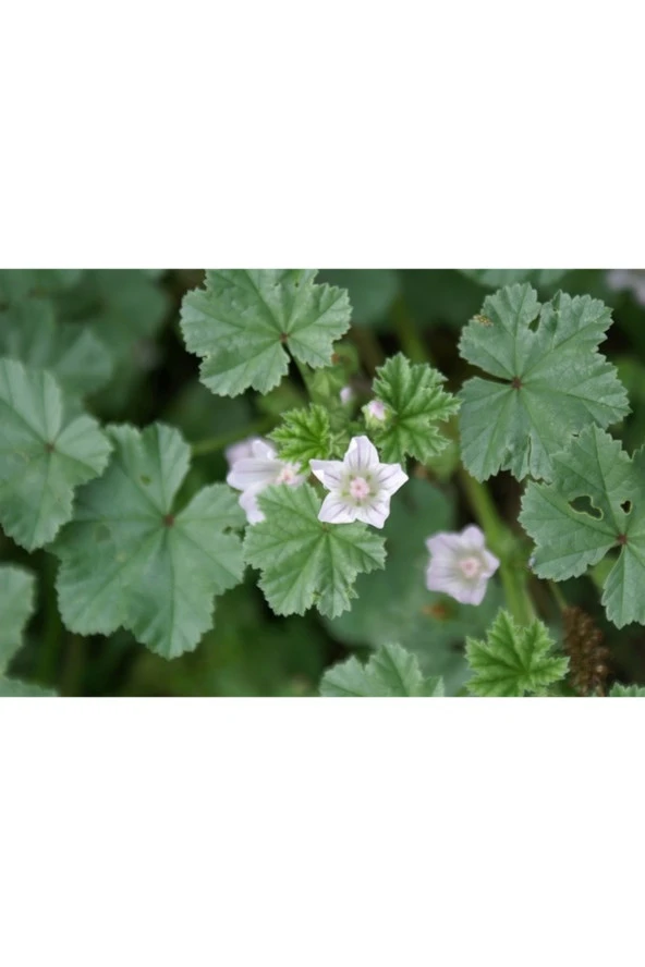 10 Adet Tohum Nadir Ebe Gömeci Otu Bitki Tohumu Saksı Toprak Hediyeli ürün görseli 1