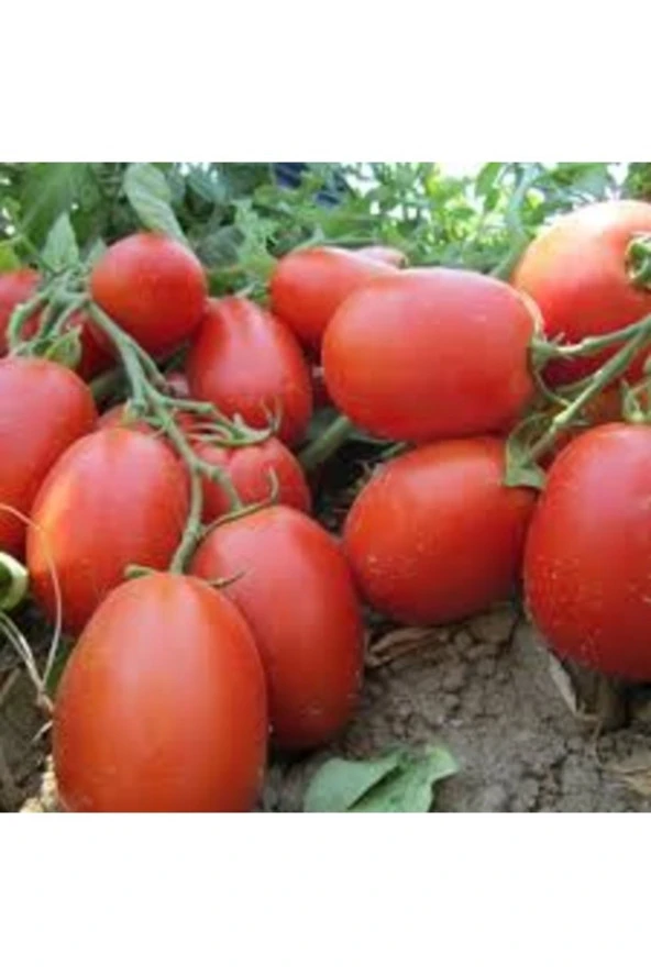 100 Adet Tohum Nadir Samarzana Domatesi Tohumu Yeni Hasat Hediyelidir ürün görseli 1