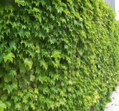 150 Adet Tohum Organik Köy Amerikan Sarmaşık Duvar Sarmaşık Tohumu - 2