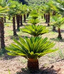 4 Adet Tohum Nadir Bulunan Skas Cykas Palmiye Tohumu Yeni Hasat V ürün görseli 1