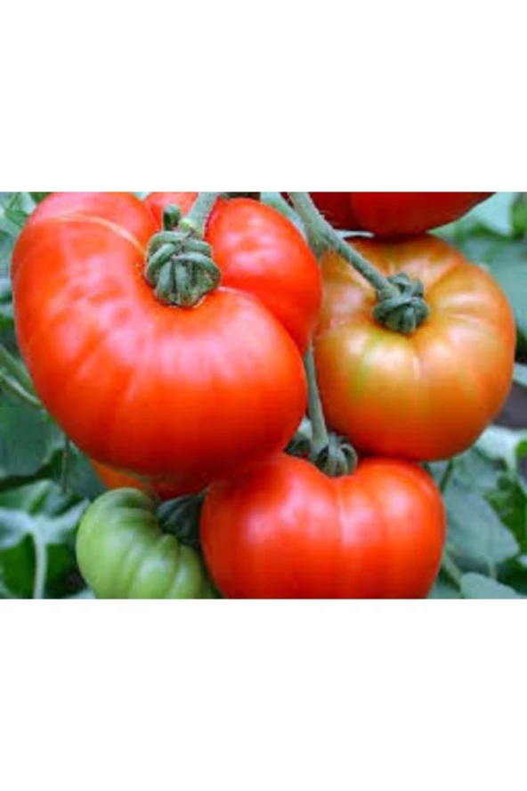 250 Adet Tohum Nadir Organik Bahçe Yerli Köy Domatesi Tohumlar Saksı Toprak ürün görseli 1
