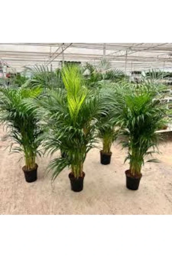 10 Adet Tohum Nadir Salon Palmiyesi Palmiye Tohumu Taze Tohum Hediye Tohumlu ürün görseli 1