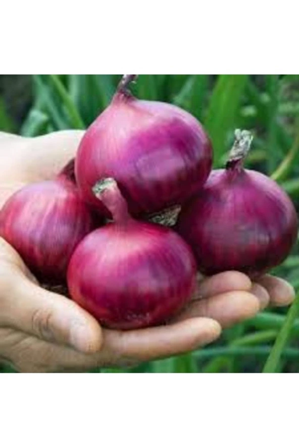 500 Adet Tohum Nadir Hobi Bahçe Açık Tarla Amasya Kışlık Kuru Soğan Çorum ürün görseli 1