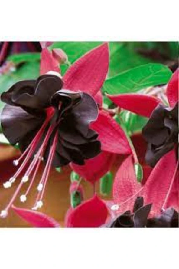 100 Adet Tohum Siyah Küpeli Çiçeği Mezarlık Kabir Çiçeği Tohumu Organik Köy ürün görseli 1