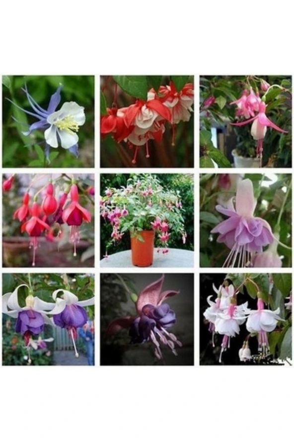 20 Adet Karışık Renkli Küpeli Çiçeği Tohumu Saksı Toprak Hediyemizdir ürün görseli 1